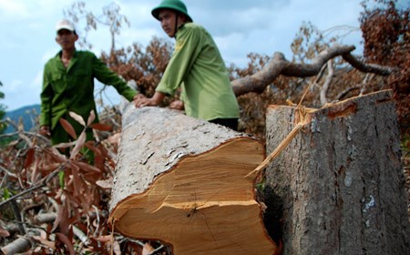 Chấn chỉnh tồn tại trong quản lý rừng tại Phú Yên