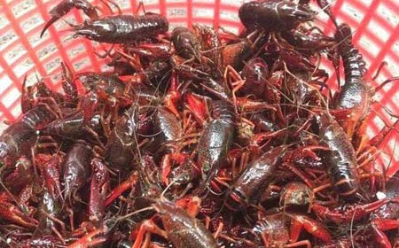 Kiểm tra phản ánh tôm hùm đất được bày bán số lượng lớn